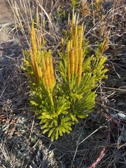 Dendrolycopodium hickeyi