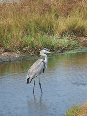 Ardea cinerea jouyi