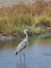 Ardea cinerea jouyi