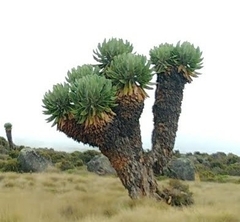 Dendrosenecio keniodendron