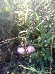 Mimosa pudica image