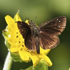 Piruna brunnea