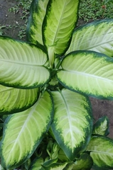 Dieffenbachia