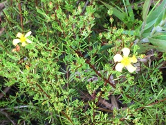 Hypericum brachyphyllum