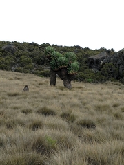 Dendrosenecio keniodendron