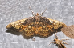Pantographa acoetesalis