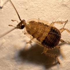 Ectobius vittiventris