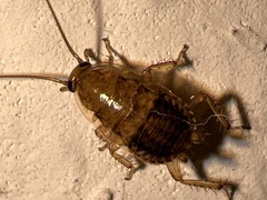 Ectobius vittiventris