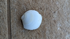 Anodontia alba
