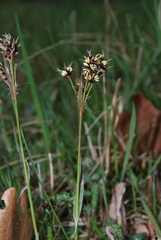 Luzula campestris campestris
