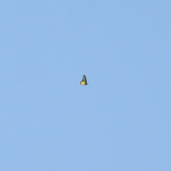 Troides minos