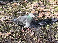 Columba livia domestica