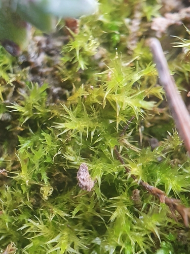 Image of Campyliadelphus chrysophyllus by no rights reserved