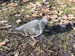 Columba livia domestica