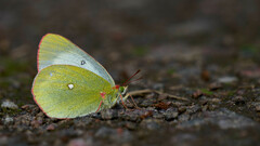 Colias palaeno