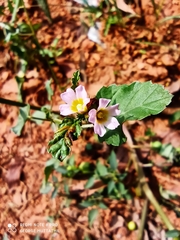 Melochia corchorifolia