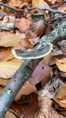 Polyporus