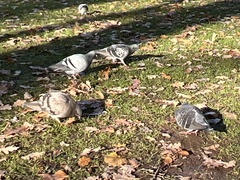 Columba livia domestica