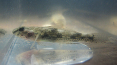 Glossogobius