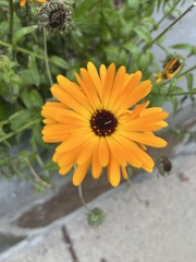 Calendula officinalis