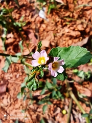 Melochia corchorifolia