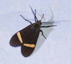 Aclytia