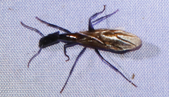 Camponotus mirabilis