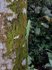 Anolis