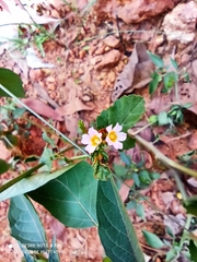 Melochia corchorifolia