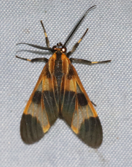 Dycladia