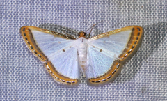 Leuciris