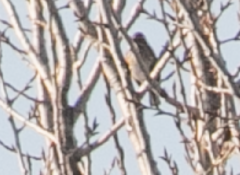 Emberiza