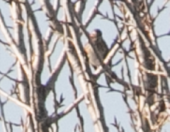 Emberiza