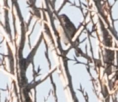 Emberiza