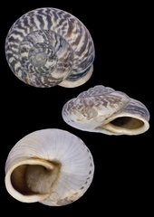 Marmorana muralis