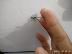 Coeliccia membranipes