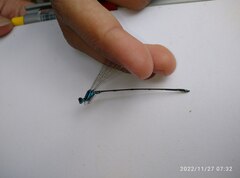 Coeliccia membranipes