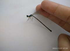 Coeliccia membranipes