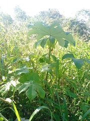 Cecropia peltata
