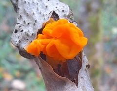 Tremella mesenterica