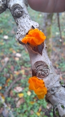 Tremella mesenterica