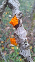 Tremella mesenterica
