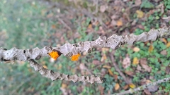 Tremella mesenterica