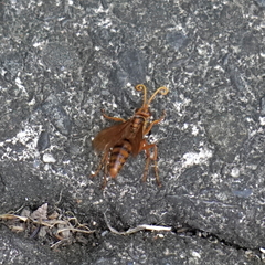 Batozonellus annulatus