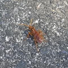 Batozonellus annulatus