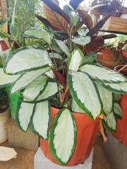 Aglaonema commutatum
