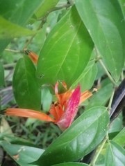Heliconia psittacorum
