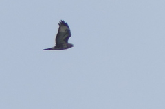 Buteo buteo