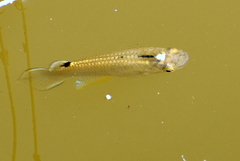 Aplocheilus panchax