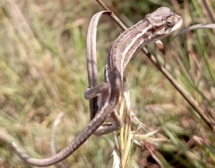 Trioceros bitaeniatus